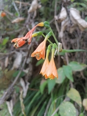 Stenomesson aurantiacum