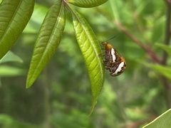 Blepharida