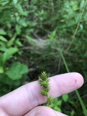 Carex tincta