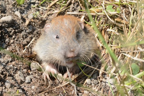 Northern Pocket Gopher