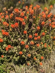 Castilleja latifolia