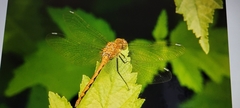 Sympetrum