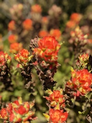 Castilleja latifolia