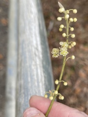 Litsea cubeba