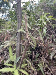 Litsea cubeba