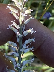 Thelypodium crispum