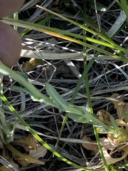 Thelypodium crispum