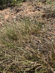Carex tonsa
