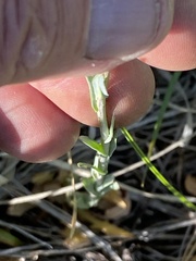 Thelypodium crispum