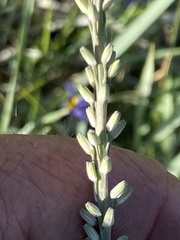 Thelypodium crispum