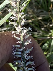 Thelypodium crispum