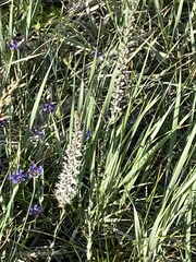 Thelypodium crispum