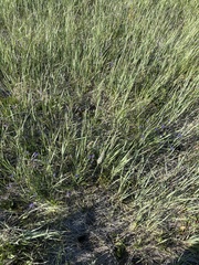Thelypodium crispum