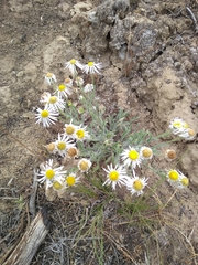 Erigeron pumilus