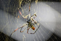 Trichonephila inaurata madagascariensis