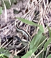 Thamnophis sirtalis annectens