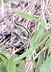 Thamnophis sirtalis annectens