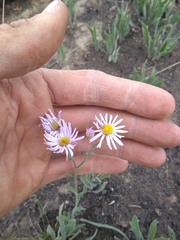 Erigeron corymbosus