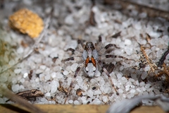 Tetralycosa