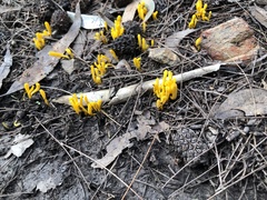 Clavulinopsis amoena