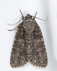 Acronicta tristis
