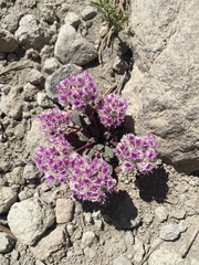 Calyptridium monospermum