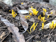 Clavulinopsis amoena