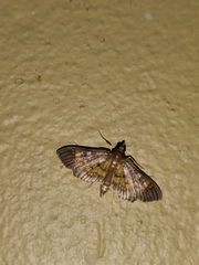 Salbia lotanalis