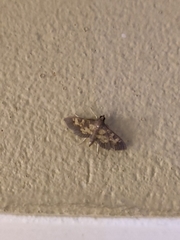 Salbia lotanalis