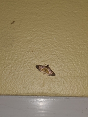 Salbia lotanalis