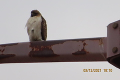 Buteo jamaicensis