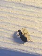 Stenolophus ochropezus