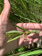 Lysimachia thyrsiflora