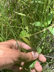Lysimachia thyrsiflora