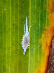 Laminicoccus flandersi