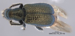 Deporaus glastinus