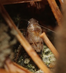 Anoscopus serratulae