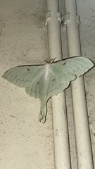 Actias sinensis