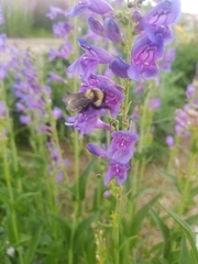 Bombus fervidus