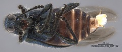 Deporaus glastinus