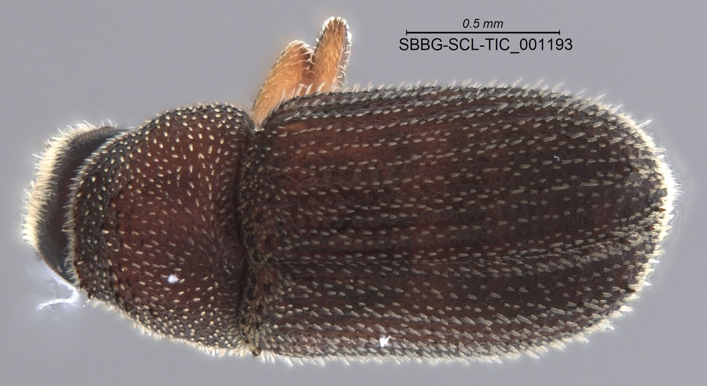 Carphobius