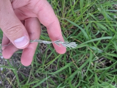 Eragrostis secundiflora