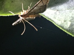 Blepharomastix ranalis