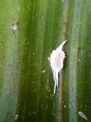 Laminicoccus flandersi