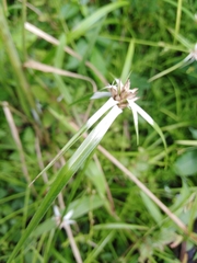 Rhynchospora nervosa