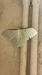 Actias sinensis