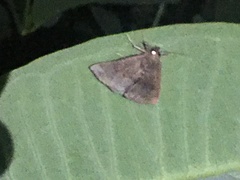 Parallelia bistriaris