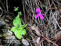 Pinguicula macrophylla