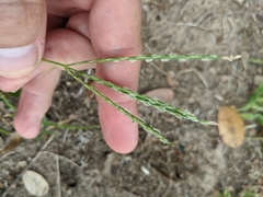 Digitaria bicornis