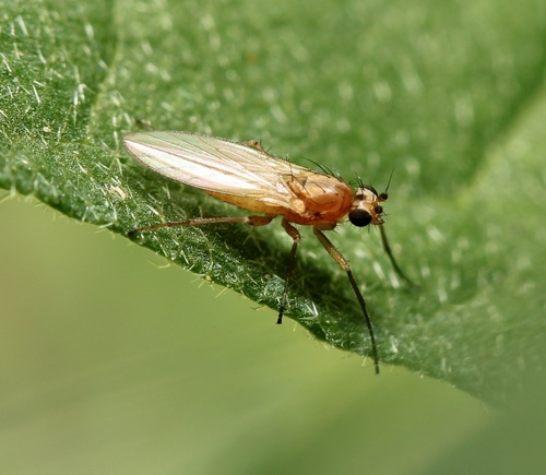 Small Grass Fly photo 5